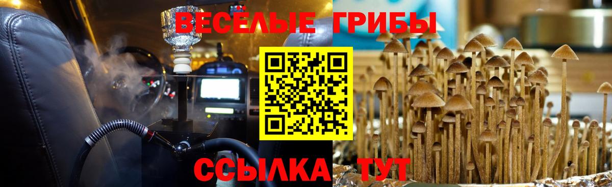 Галлюциногенные грибы Psilocybine cubensis  Вход с VPN  Находка 